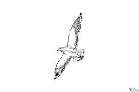 seagull Bogagga Midabaynta Daabacan